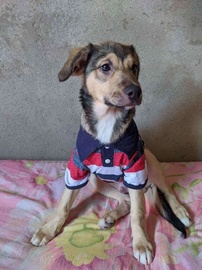 Cachorro ra a Vira lata  idade 7 a 11 meses nome Lucky