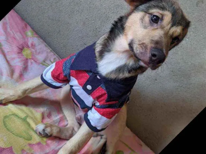 Cachorro ra a Vira lata  idade 7 a 11 meses nome Lucky