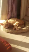 GARFIELD