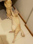 GARFIELD