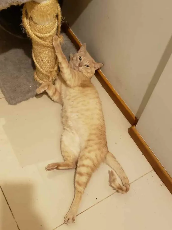 Gato ra a SRD idade 1 ano nome GARFIELD