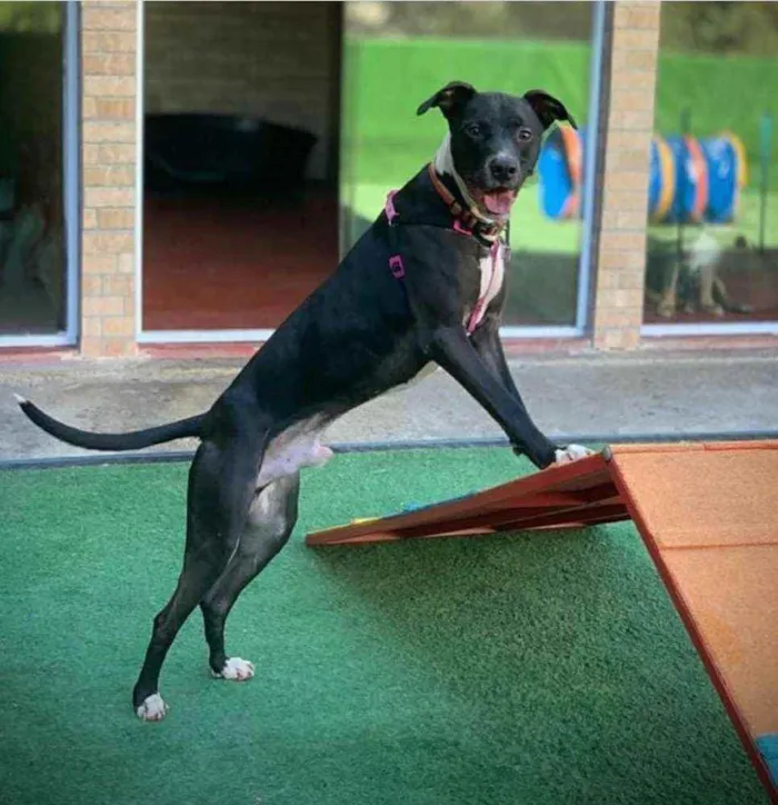 Cachorro ra a Mestiço de Pit Bull idade 1 ano nome Jack