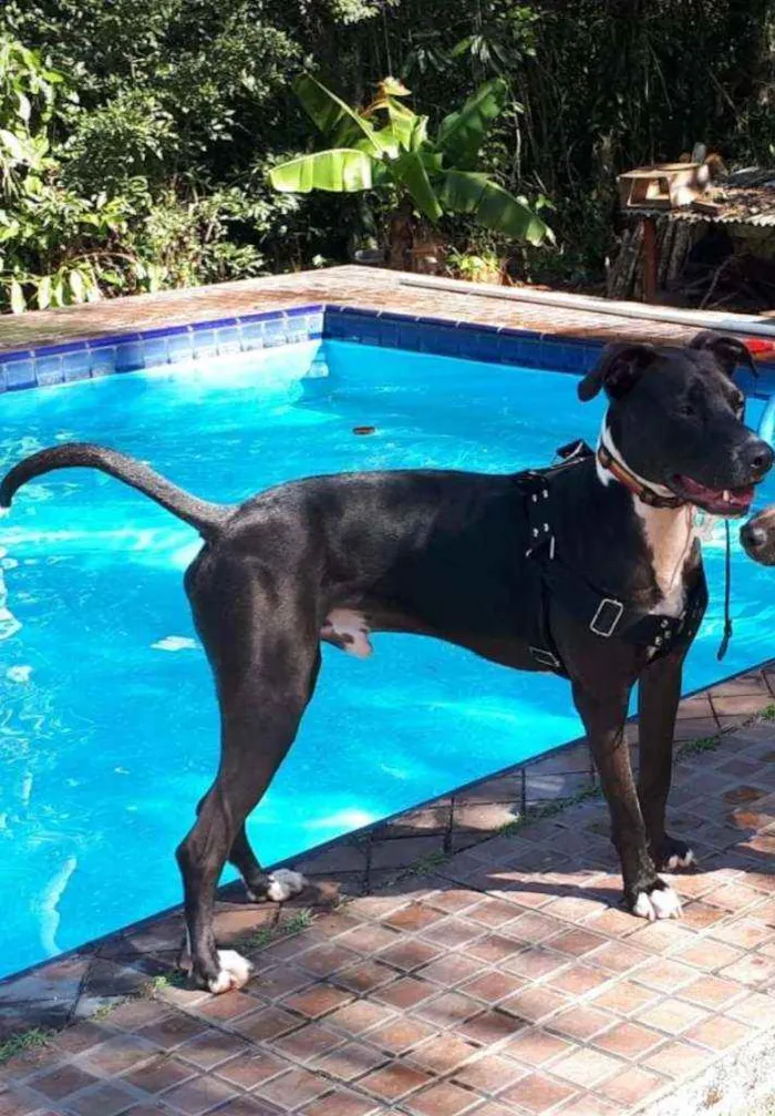 Cachorro ra a Mestiço de Pit Bull idade 1 ano nome Jack