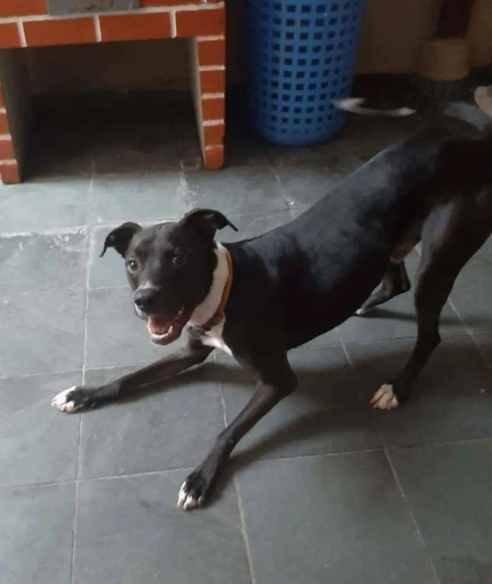 Cachorro ra a Mestiço de Pit Bull idade 1 ano nome Jack