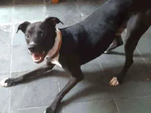 Cachorro raça Mestiço de Pit Bull idade 1 ano nome Jack