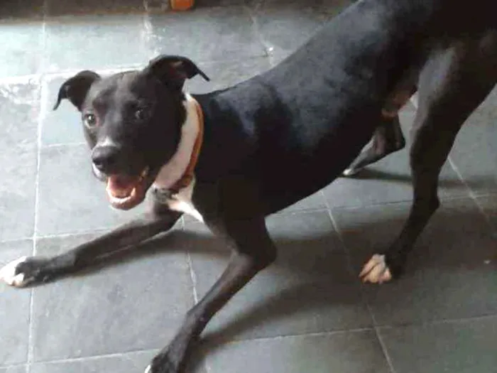 Cachorro ra a Mestiço de Pit Bull idade 1 ano nome Jack