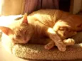 GARFIELD