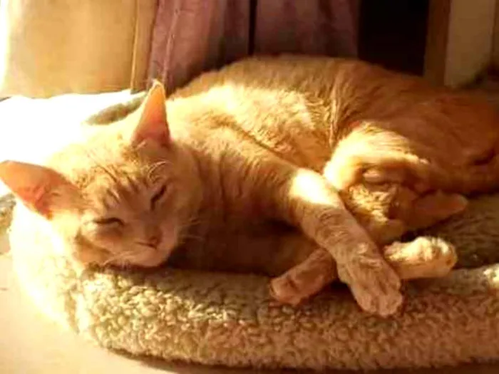 Gato ra a SRD idade 1 ano nome GARFIELD