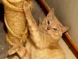 GARFIELD