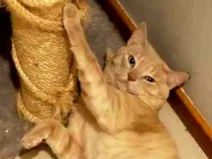 Gato raça SRD idade 1 ano nome GARFIELD