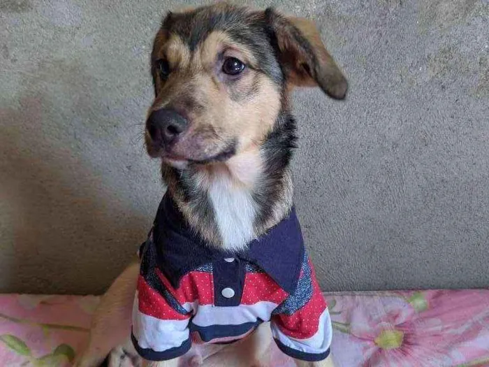 Cachorro ra a Vira lata  idade 7 a 11 meses nome Lucky
