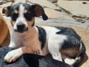 Cachorro raça SRD idade 7 a 11 meses nome Alecrim