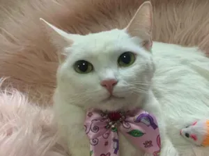 Gato raça SRD idade 1 ano nome FOFURA