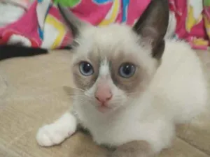 Gato raça Sem raça idade Abaixo de 2 meses nome Sem nome