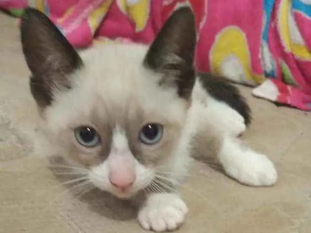Gato ra a Sem raça idade Abaixo de 2 meses nome Sem nome