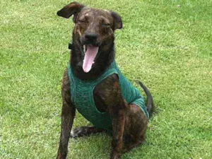 Cachorro raça SRD idade 1 ano nome Morena 