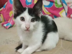 Gato raça Sem raça idade Abaixo de 2 meses nome Sem nome