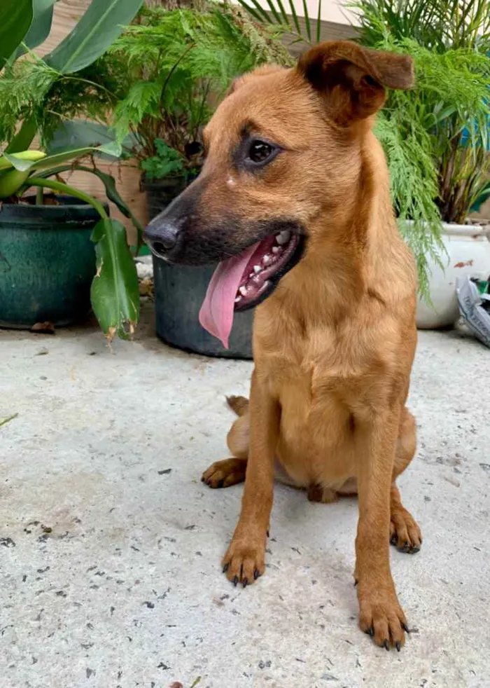 Cachorro ra a SRD-ViraLata idade 2 a 6 meses nome Marlim