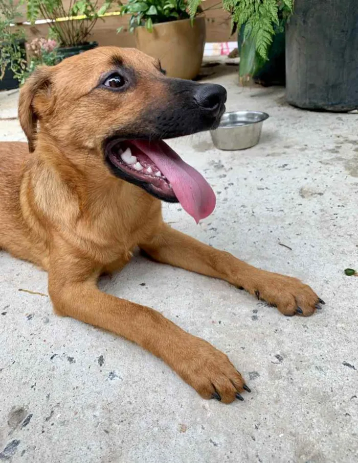 Cachorro ra a SRD-ViraLata idade 2 a 6 meses nome Marlim