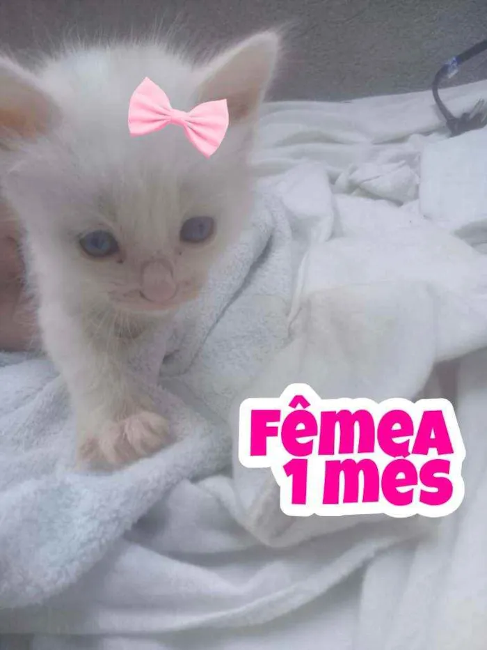 Gato ra a Srd idade Abaixo de 2 meses nome Sem nome