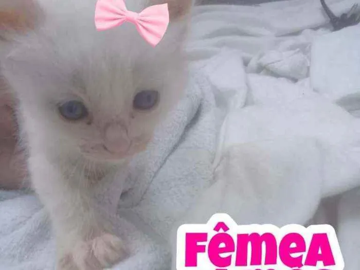 Gato ra a Srd idade Abaixo de 2 meses nome Sem nome
