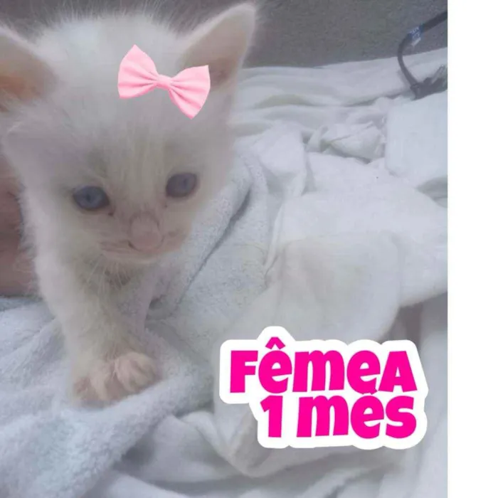Gato ra a Srd idade Abaixo de 2 meses nome Sem nome