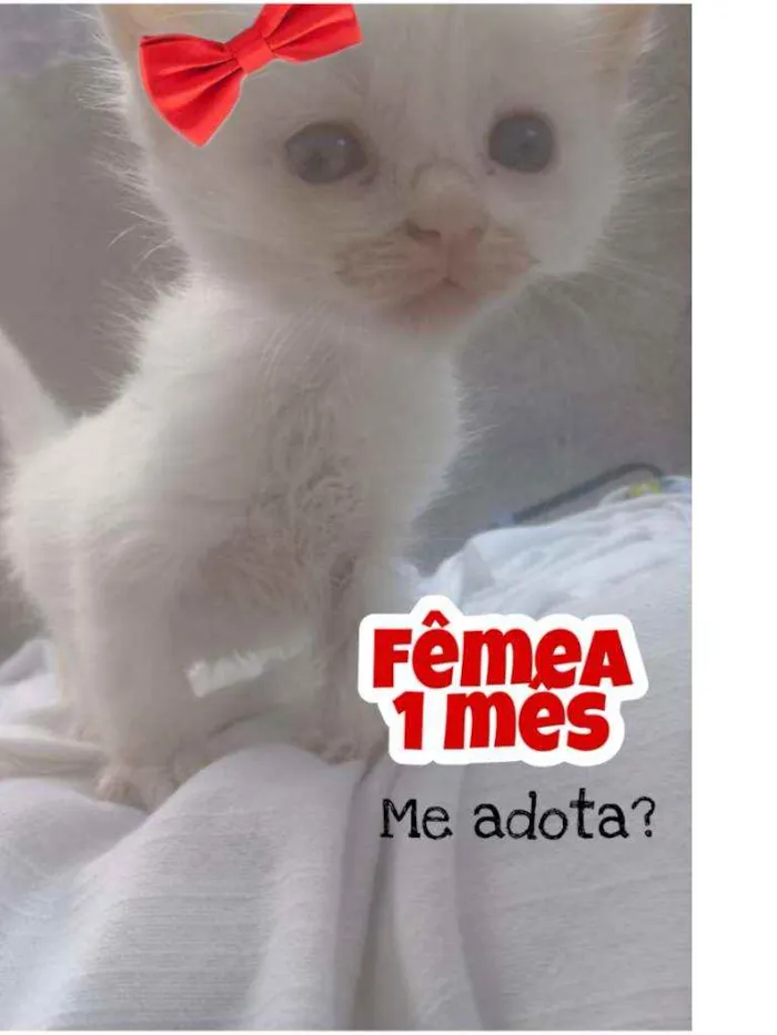 Gato ra a Srd idade Abaixo de 2 meses nome Sem nome