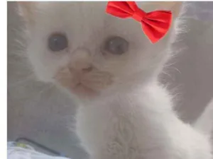Gato raça Srd idade Abaixo de 2 meses nome Sem nome