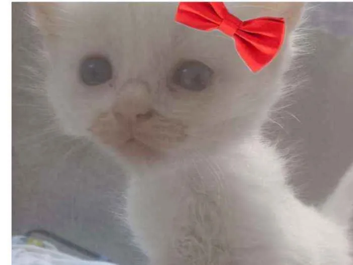 Gato ra a Srd idade Abaixo de 2 meses nome Sem nome