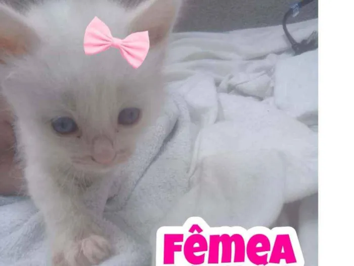 Gato ra a Srd idade Abaixo de 2 meses nome Sem nome