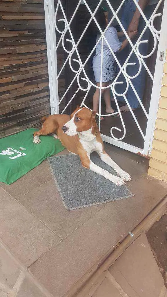 Cachorro ra a Pitbull idade 2 anos nome Sem nome