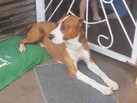 Cachorro ra a Pitbull idade 2 anos nome Sem nome