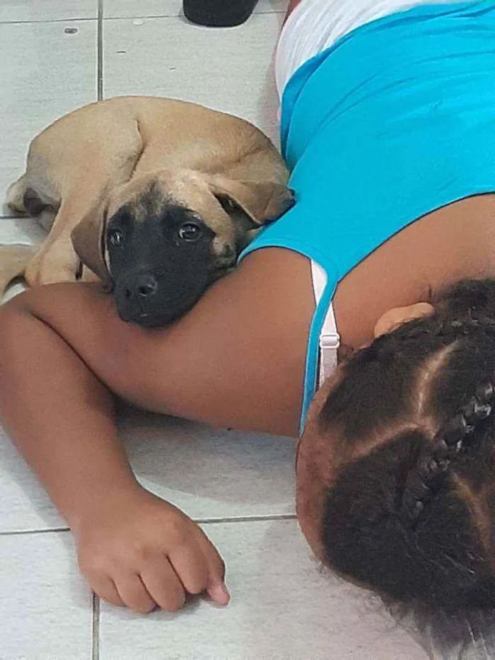 Cachorro raça Sem raça definida idade 2 a 6 meses nome Amora