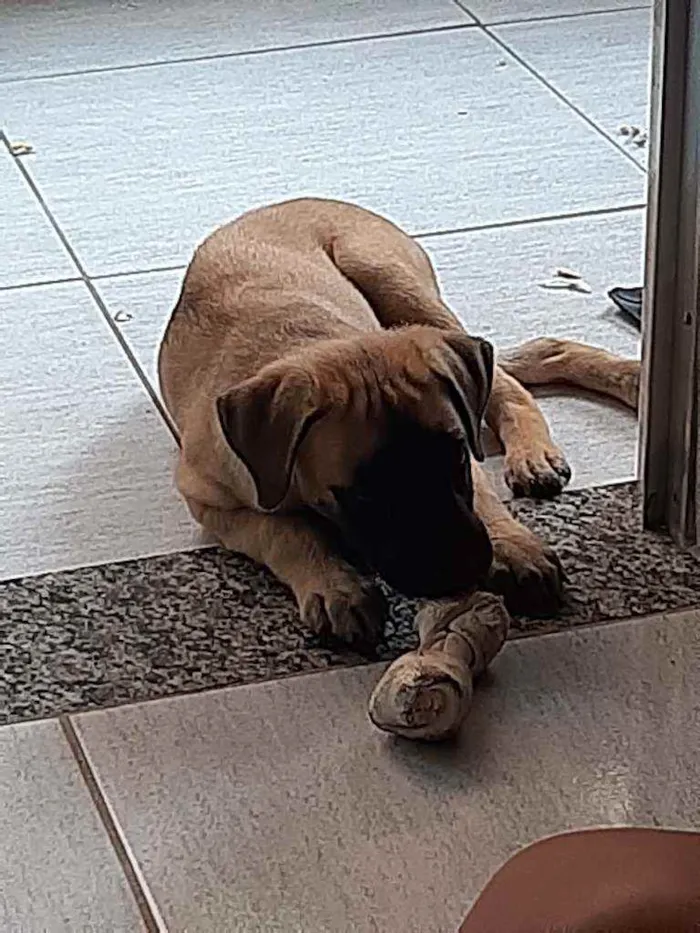 Cachorro raça Sem raça definida idade 2 a 6 meses nome Amora