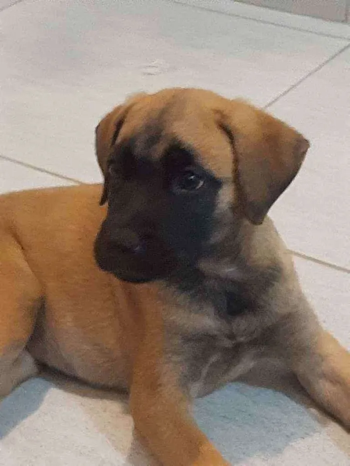 Cachorro raça Sem raça definida idade 2 a 6 meses nome Amora