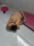 Amora