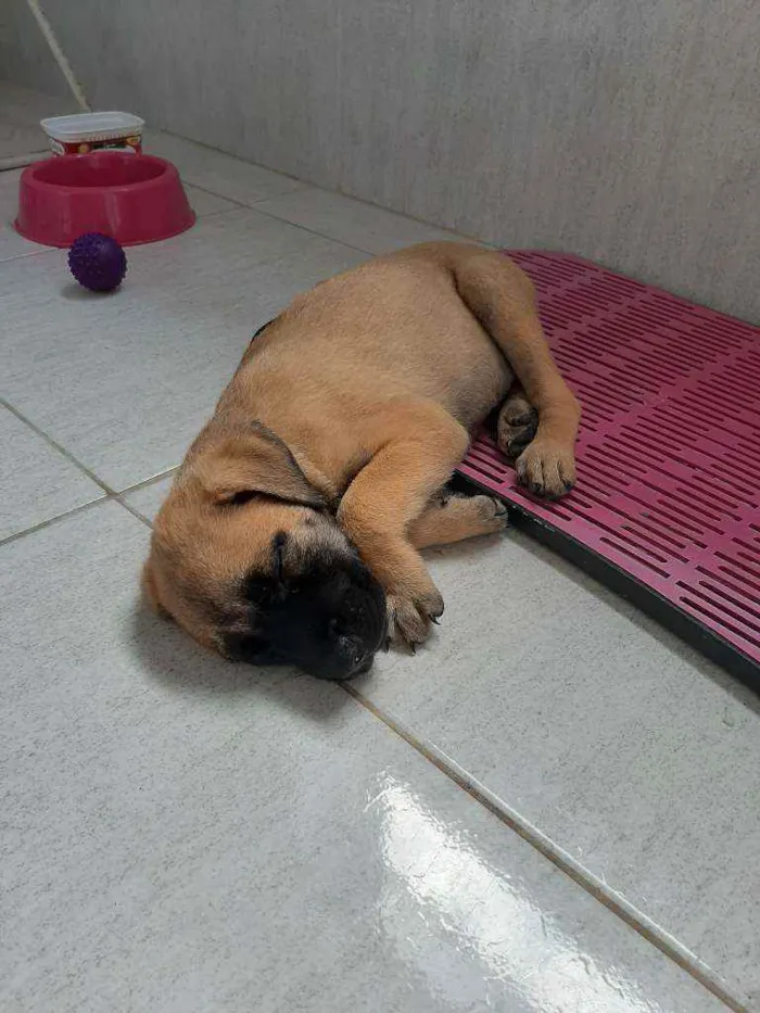 Cachorro raça Sem raça definida idade 2 a 6 meses nome Amora