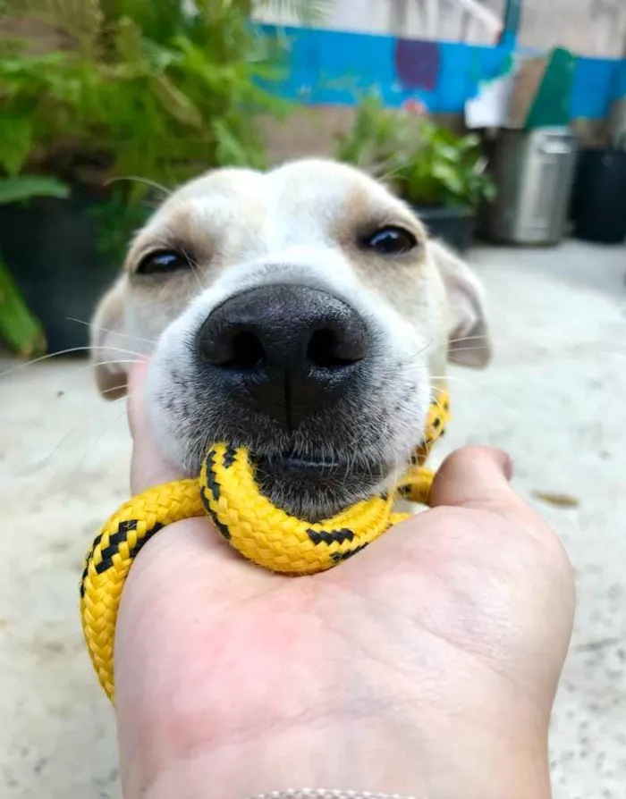 Cachorro ra a SRD-ViraLata idade 3 anos nome Manu