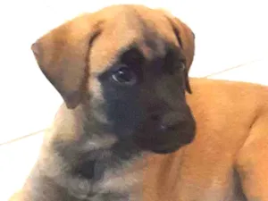 Cachorro raça Sem raça definida idade 2 a 6 meses nome Amora