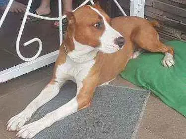 Cachorro ra a Pitbull idade 2 anos nome Sem nome