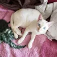 MARSHMALLOW
