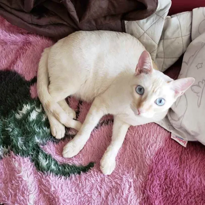 Gato ra a SRD idade 7 a 11 meses nome MARSHMALLOW