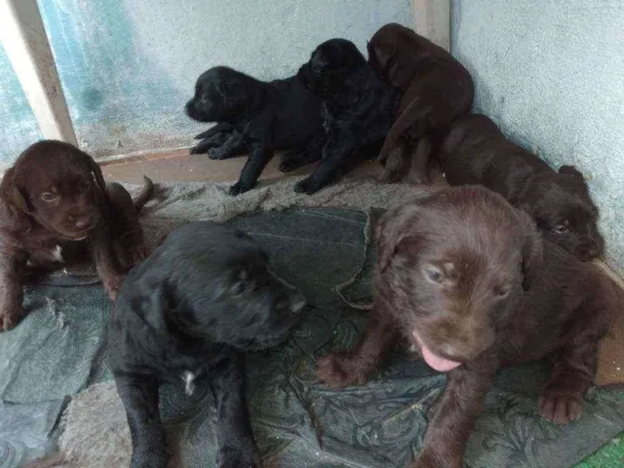 Cachorro ra a Vira lata com poodle gigante idade 2 a 6 meses nome Sem nomes