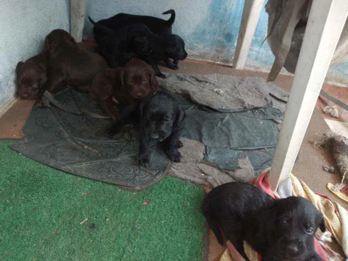 Cachorro ra a Vira lata com poodle gigante idade 2 a 6 meses nome Sem nomes