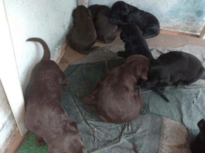 Cachorro ra a Vira lata com poodle gigante idade 2 a 6 meses nome Sem nomes