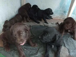 Cachorro raça Vira lata com poodle gigante idade 2 a 6 meses nome Sem nomes