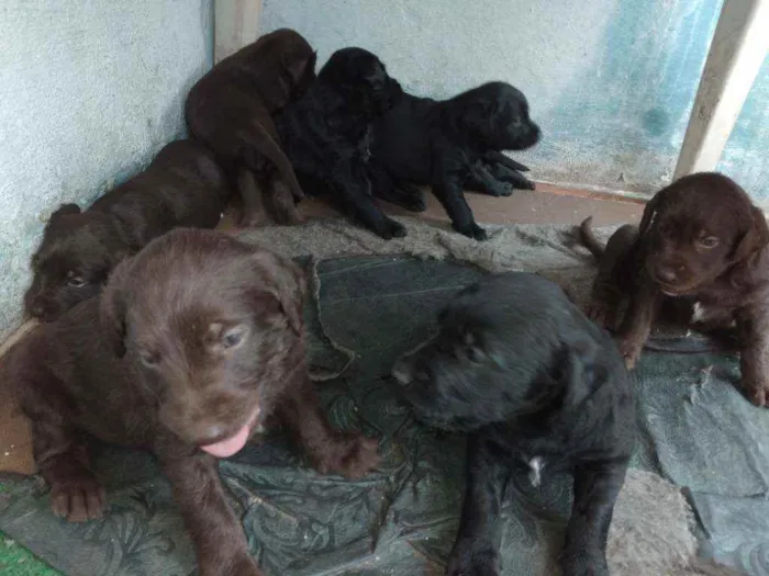 Cachorro ra a Vira lata com poodle gigante idade 2 a 6 meses nome Sem nomes