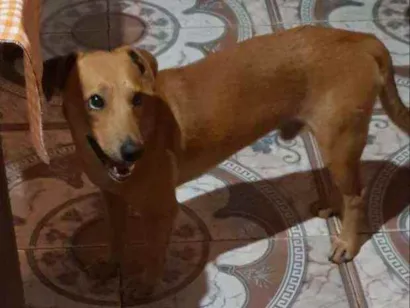 Cachorro raça Vira lata idade 1 ano nome Gigante 