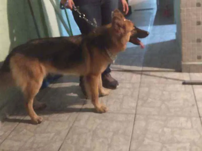 Cachorro ra a Pastor alemão idade 2 anos nome Gamora