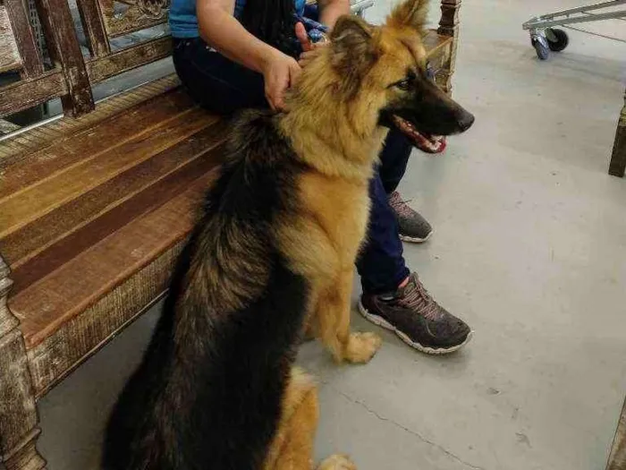 Cachorro ra a Pastor alemão idade 2 anos nome Gamora